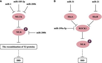 miRNAs Can Affect Intestinal Epithelial Barrier in Inflammatory Bowel Disease